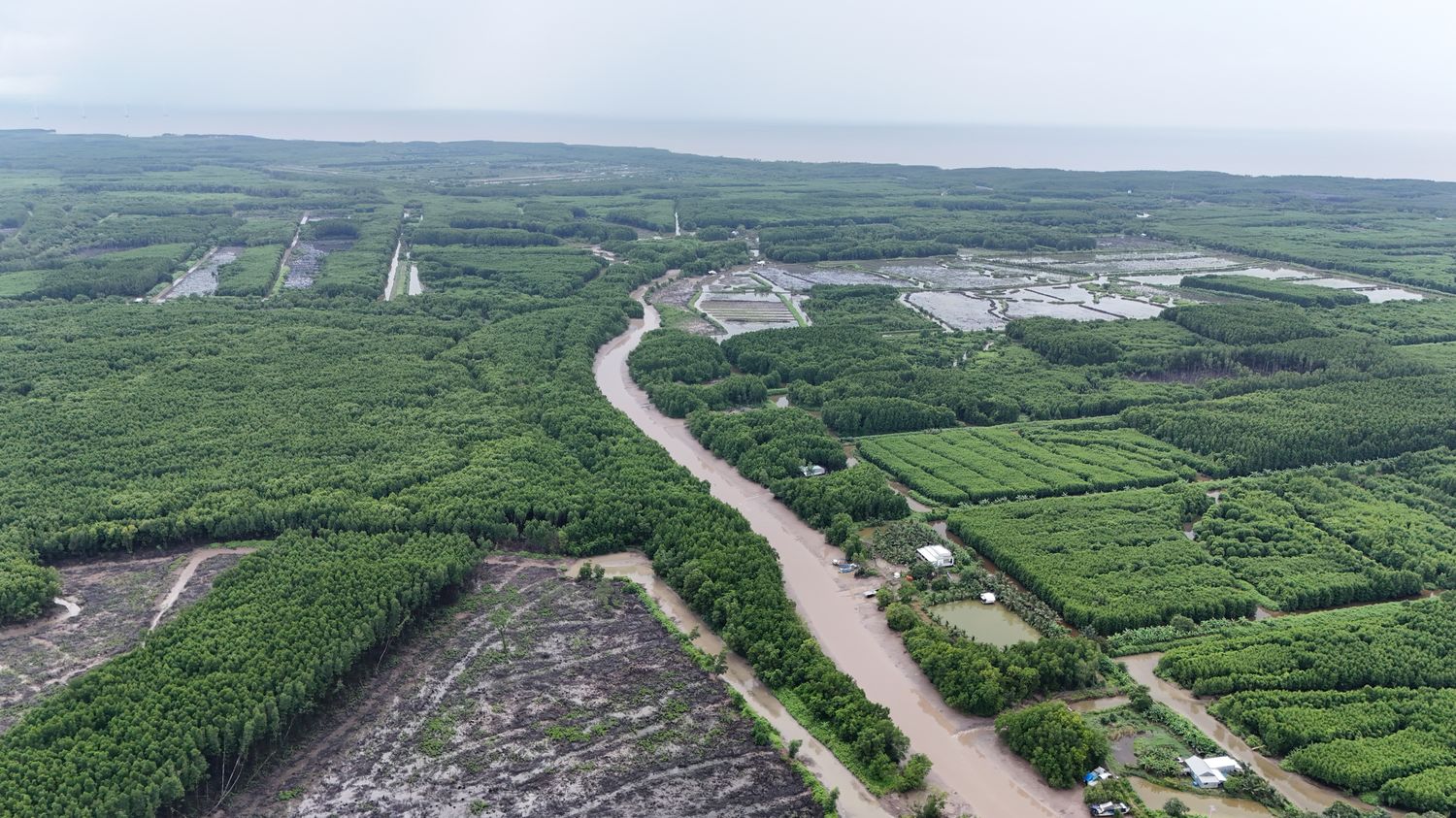 Rừng ngập mặn